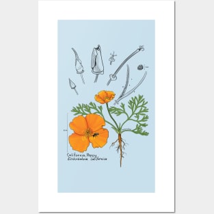 California Poppy Botanical - teal Posters and Art